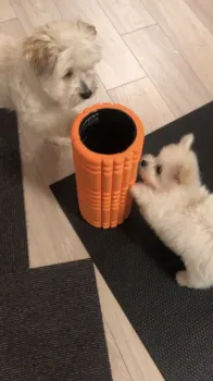 ぷりん 様のお迎えした子犬