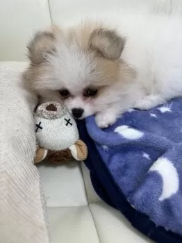 K.F 様のお迎えした子犬