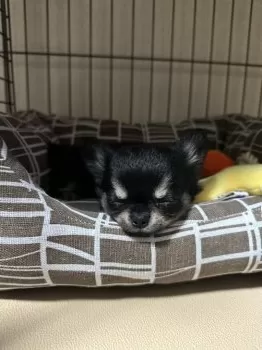 S.N 様のお迎えした子犬