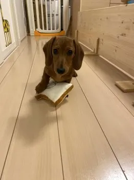 ぼんぼん 様のお迎えした子犬