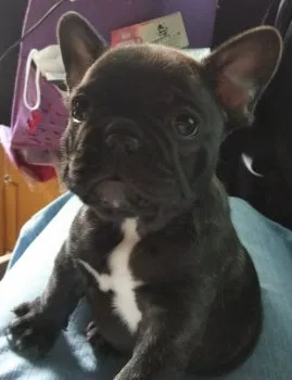 ふれぶるらぶ 様のお迎えした子犬