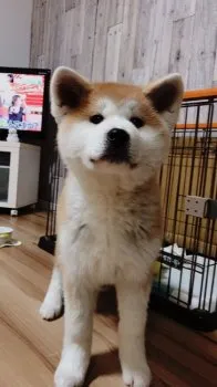 ゆず 様のお迎えした子犬