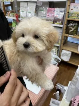 リョウジ 様のお迎えした子犬