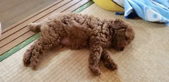 エイト 様のお迎えした子犬