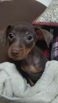 K.M 様のお迎えした子犬