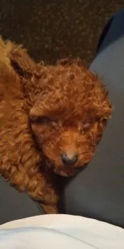 ゆみちゃん 様のお迎えした子犬