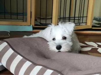 K.N 様のお迎えした子犬