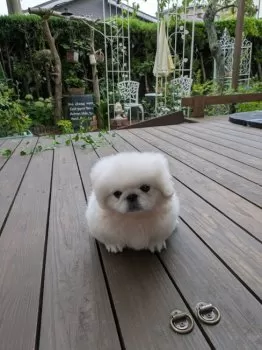 もりまりも 様のお迎えした子犬