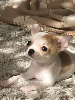 YAYOI 様のお迎えした子犬