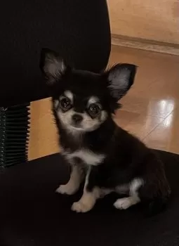 R.N 様のお迎えした子犬