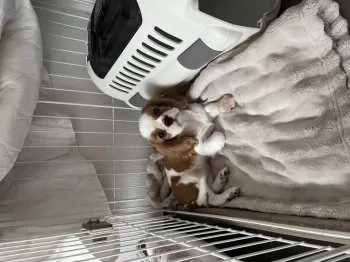 A.M 様のお迎えした子犬