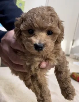 Y.H 様のお迎えした子犬