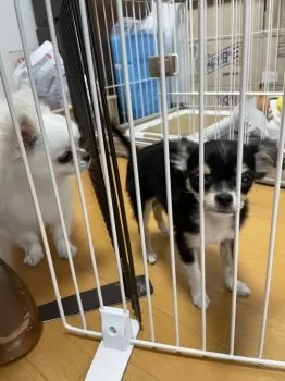 Y.M 様のお迎えした子犬