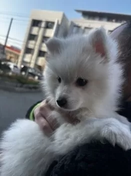 Y.S 様のお迎えした子犬