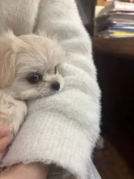 manawaleaya 様のお迎えした子犬