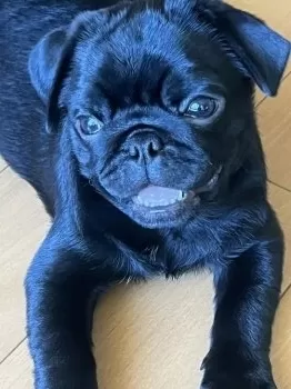 Zoro 様のお迎えした子犬