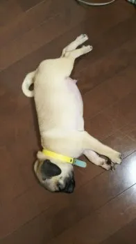 キヨフジ 様のお迎えした子犬