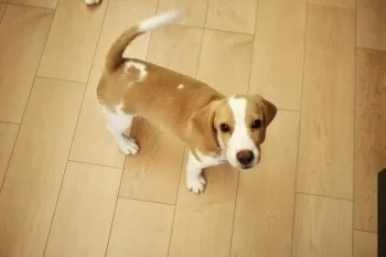 Miyo 様のお迎えした子犬