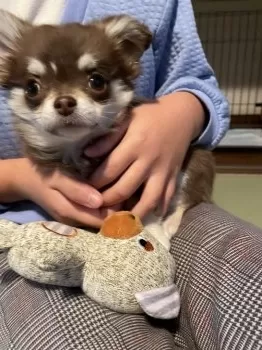 U.K 様のお迎えした子犬