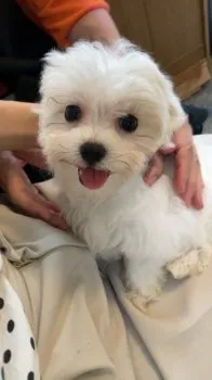 pipi 様のお迎えした子犬