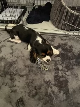 io 様のお迎えした子犬