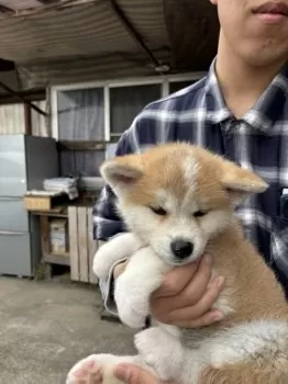 Y.W 様のお迎えした子犬