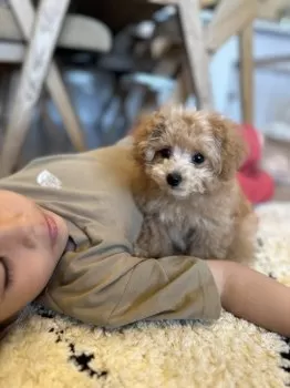 S.S 様のお迎えした子犬