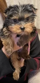 mika 様のお迎えした子犬