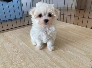 むにくろ 様のお迎えした子犬