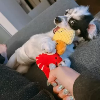 S.H 様のお迎えした子犬
