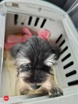M.M 様のお迎えした子犬