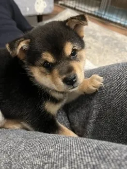 S.K 様のお迎えした子犬