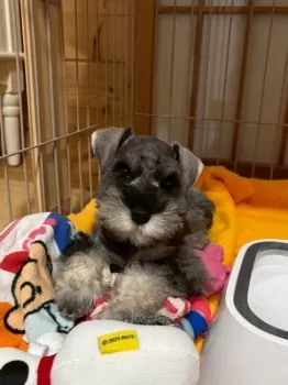 N.W 様のお迎えした子犬