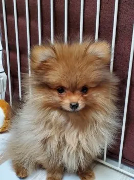 K.K 様のお迎えした子犬