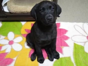 K.S 様のお迎えした子犬