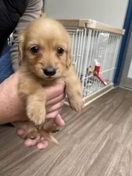 サリー１３５ 様のお迎えした子犬