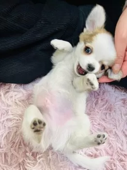 M.K 様のお迎えした子犬