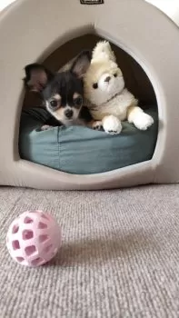 M.K 様のお迎えした子犬