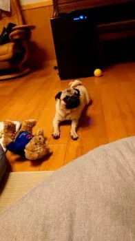 まる子 様のお迎えした子犬