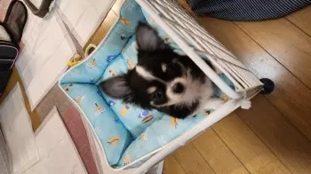 シンチャン 様のお迎えした子犬