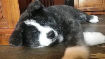 吾子パパ 様のお迎えした子犬