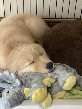 Yurie 様のお迎えした子犬