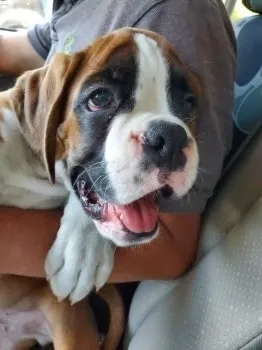 セコム 様のお迎えした子犬