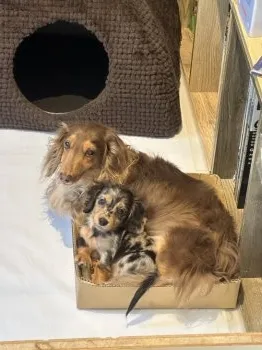 OTOYA 様のお迎えした子犬