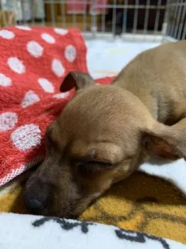 A.M 様のお迎えした子犬