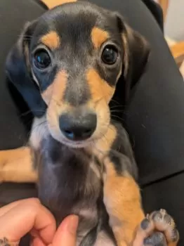BeagleAne 様のお迎えした子犬