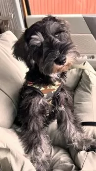 Y.O 様のお迎えした子犬