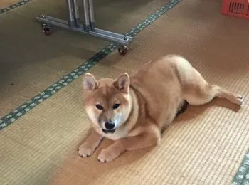 あきちゃん 様のお迎えした子犬