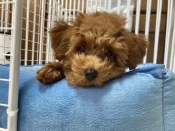 M.I 様のお迎えした子犬