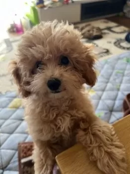 W.T 様のお迎えした子犬